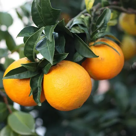 Casetta Minghitto Relaxing In Capri
