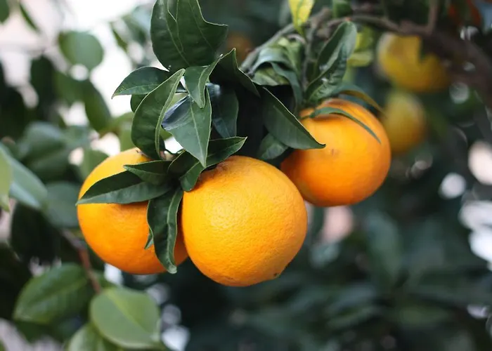 Casetta Minghitto Relaxing In Capri